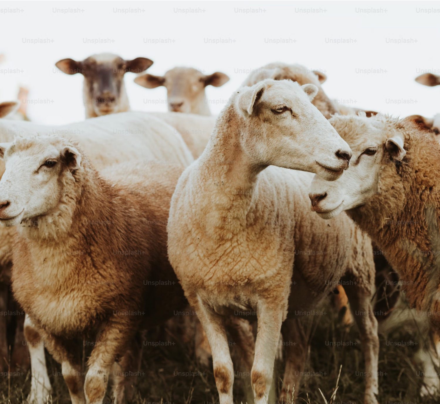 merino sheep